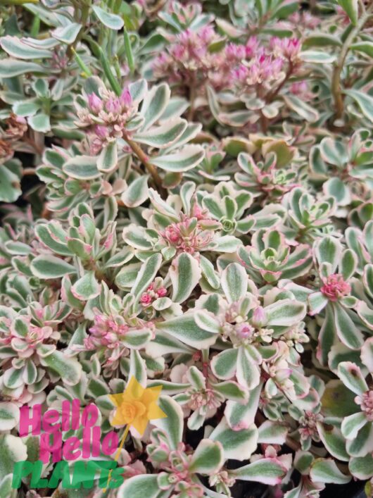Sedum 'Rainbow Fairy Cushion' 3" Pot