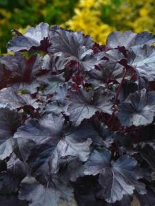 In a garden, the Heuchera 'Black Pearl' Coral Bells from a 6" pot features striking dark purple lobed leaves, creating contrast against blurry green and yellow foliage.