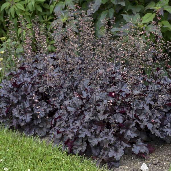 Heuchera black clearance pearl