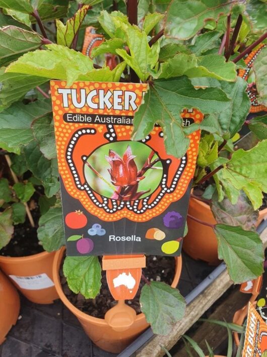 Hibiscus 'Rosella' Tucker Bush 6" Pot