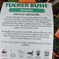 Hibiscus 'Rosella' Tucker Bush 6" Pot