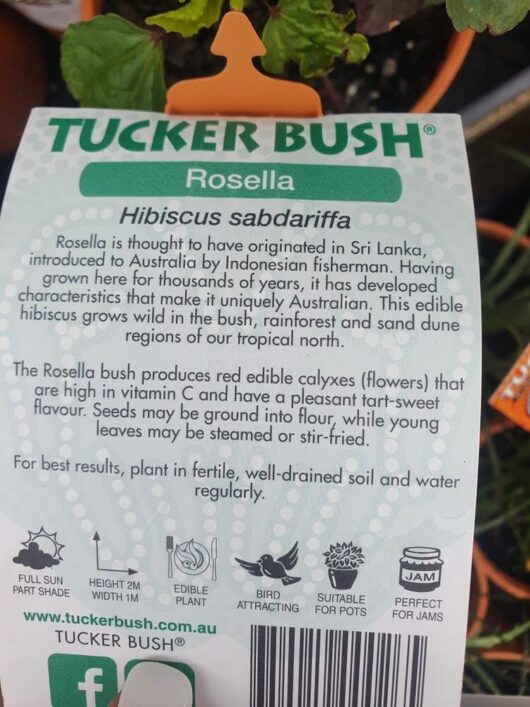 Hibiscus 'Rosella' Tucker Bush 6" Pot