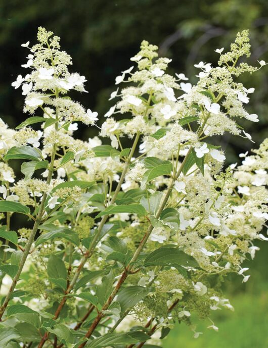 Hydrangea Paniculata 'Japanese White' 6" Pot