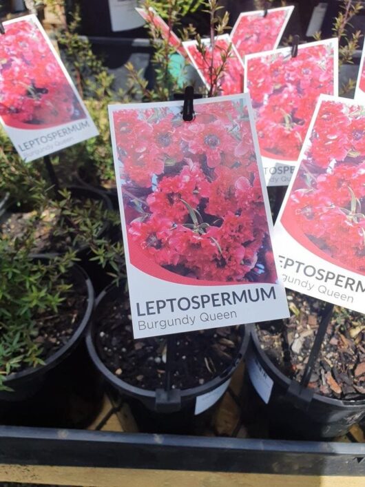 Leptospermum 'Burgundy Queen' Tea Tree 8" Pot