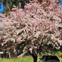 malus floribunda Japanese flowering crab apple tree flowering large mature tree spring blossoms