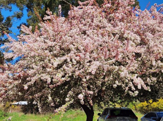 malus floribunda Japanese flowering crab apple tree flowering large mature tree spring blossoms