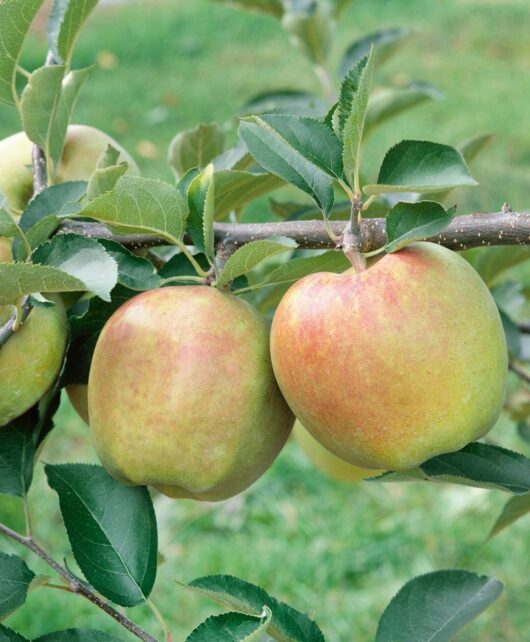 Malus 'Mutsu' (Crispin) Apple 10" Pot