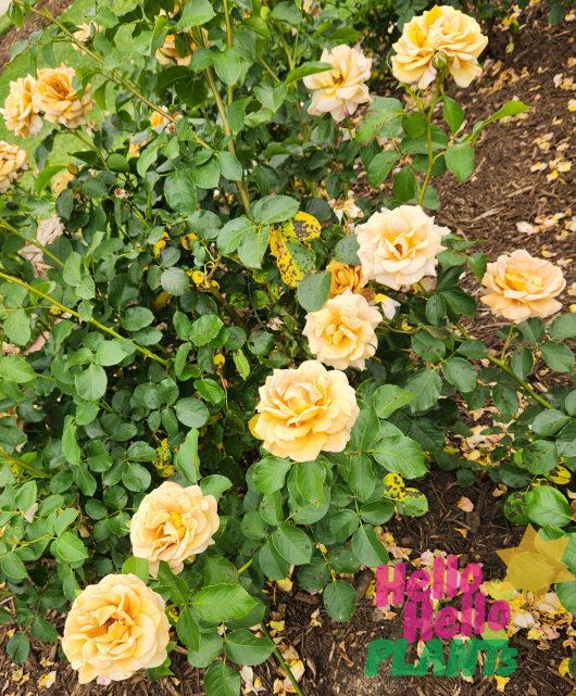 Rose 'Peach Profusion' PBR