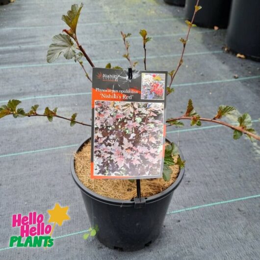 Physocarpus 'Red' Ninebark 8" Pot Growers Flash Sale!
