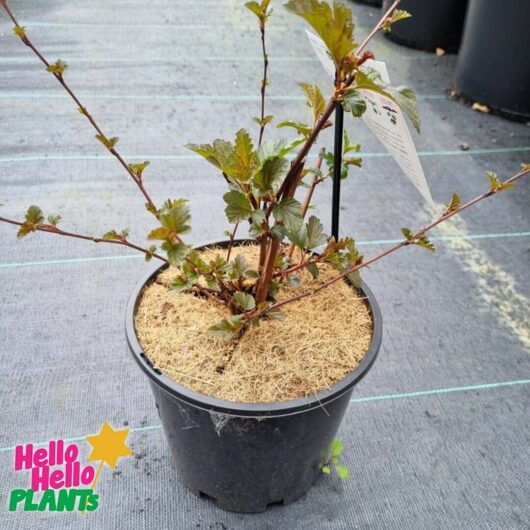 Physocarpus 'Orange' Ninebark 8" Pot