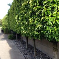 A row of Prunus 'Portuguese Laurel' 10" Pot (Standard 90cm) trees, with dense green foliage, lines a sidewalk; rocks cover the ground beneath them.