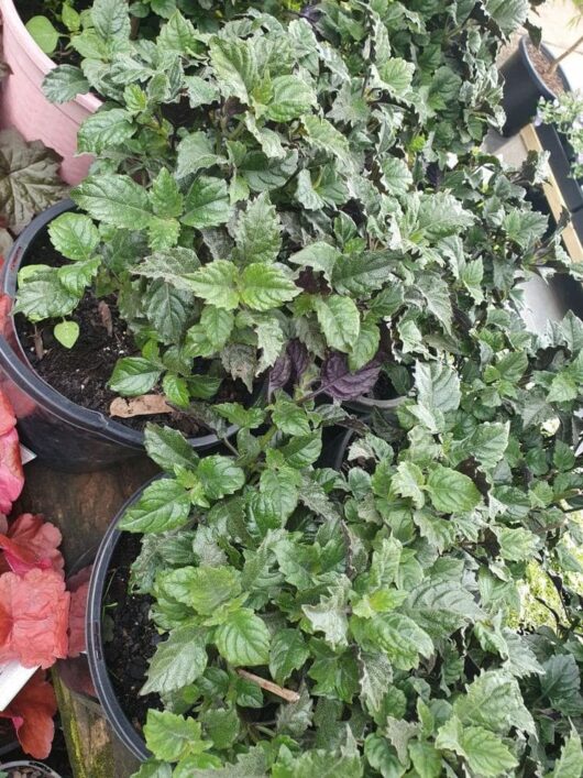 Plectranthus 'Mona Lavender'