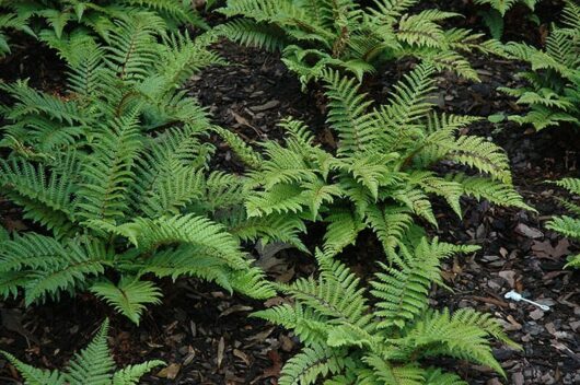 Polystichum 'Japanese Tassel Fern' 6" Pot