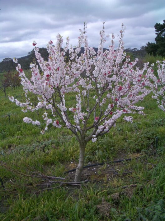 Prunus versicolour 'White and Pink' Flowering Peach 12" Pot