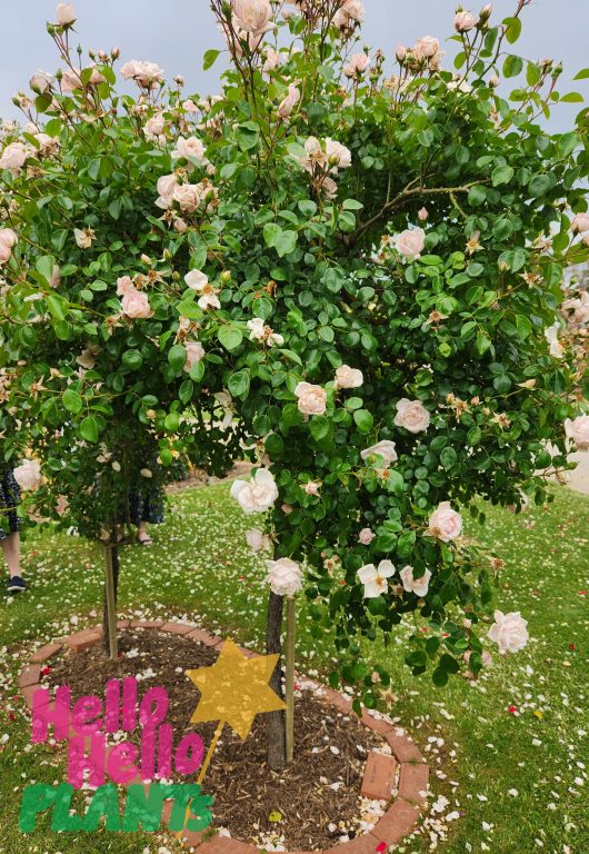 New Dawn Climbing Pink Rose Standard Weeping Rose with pale pink flowers