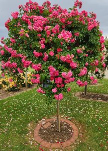 Rosa Our Rosy Carpet Rose Standard pink masses of flowers