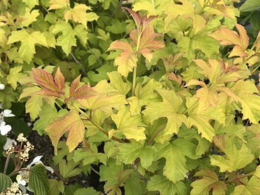 Viburnum 'Golden Guelder Rose'