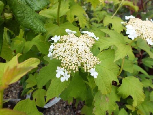 Viburnum 'Golden Guelder Rose'