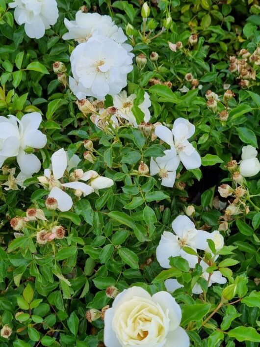 Rose 'White' Carpet Rose