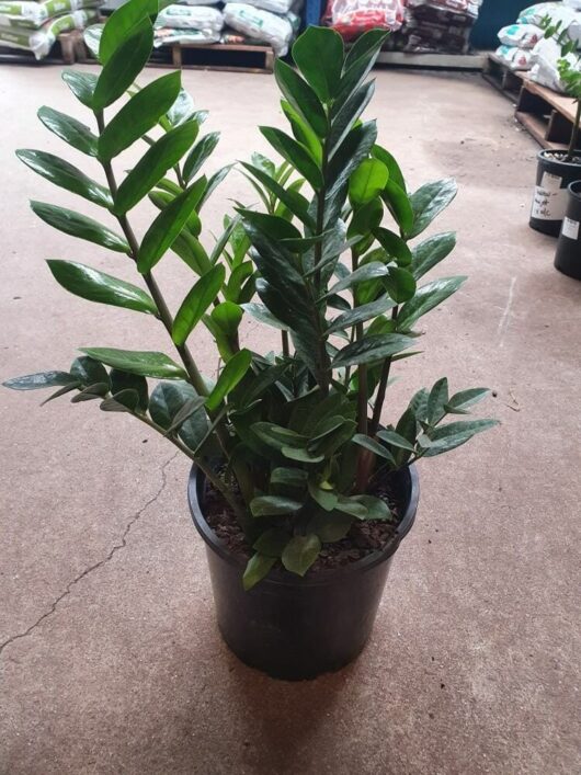 A Zamioculcas 'Zanzibar Gem' 8" Pot with glossy, dark green leaves is displayed on a concrete floor in a garden supply section.