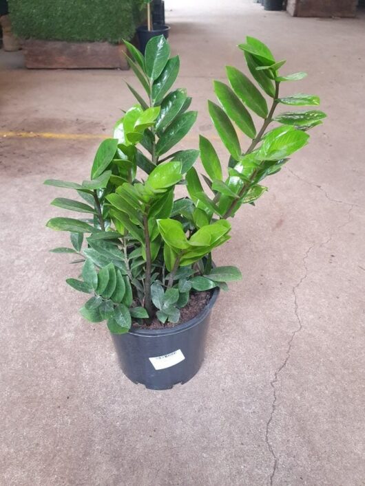 A Zamioculcas 'Zanzibar Gem' in an 8" pot, with glossy green leaves, is placed indoors on a concrete floor.