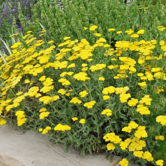 Achillea 'Moonshine' Yarrow 4" Pot