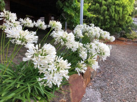 Agapanthus 'Perpetual Peace' 7" Pot