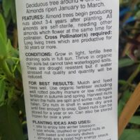 Prunus 'Nonpareil' Almond 4L Pot