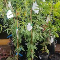 Prunus 'Nonpareil' Almond 4L Pot