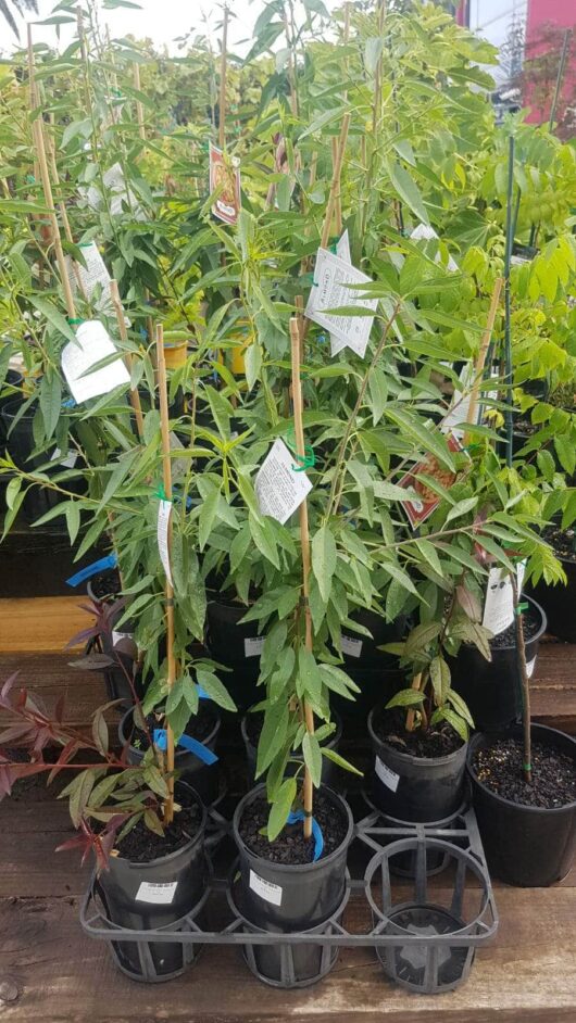 Prunus 'Nonpareil' Almond 4L Pot