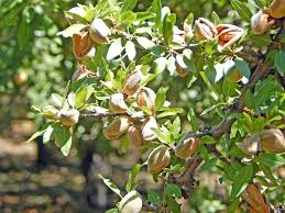 A thriving Prunus 'Nonpareil' Almond in a 4L pot displays green leaves rustling in the breeze, with almond shells partly open and hanging invitingly from its branches.