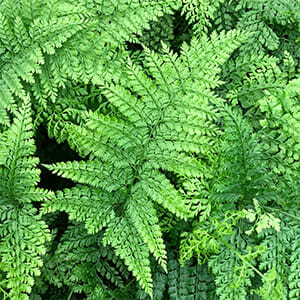 Outdoor Ferns