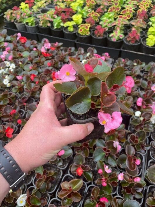 Begonia 'Bronze Leaf'
