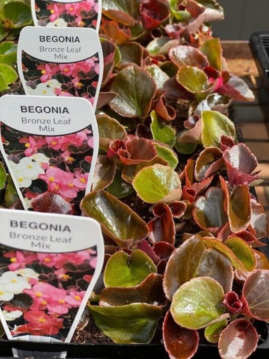Begonia 'Bronze Leaf'
