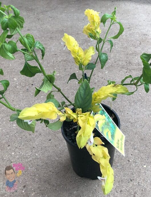 Justicia 'Shrimp Plant' Lutea 6" Pot