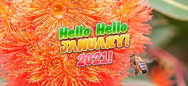 Hello Hello 2021! January in the Garden!