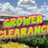 hello hello grower clearance