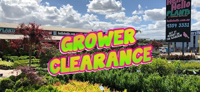 Grower Clearance Sale!