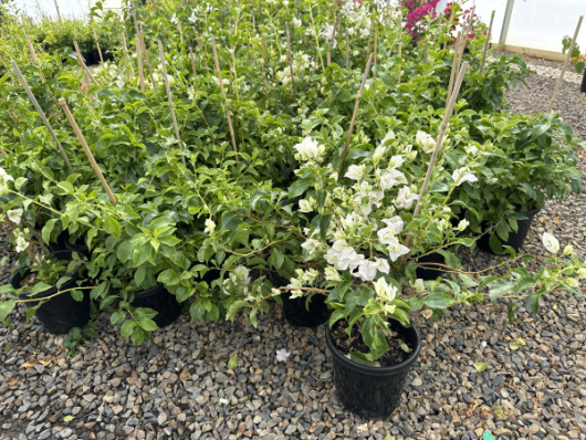 Bougainvillea 'Beesnees' 8" Pot, white and pink flowering plants in an 8" pot on a gravel surface, supported by wooden stakes, in a nursery setting.