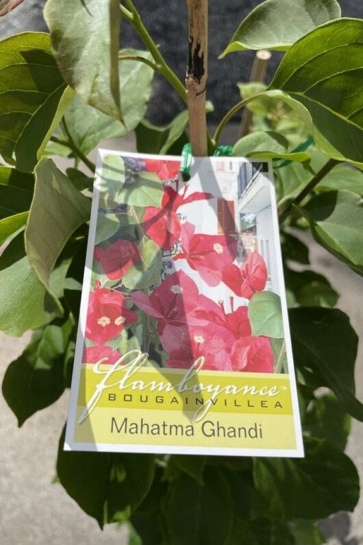 Bougainvillea 'Mahatma Ghandi' 8" Pot
