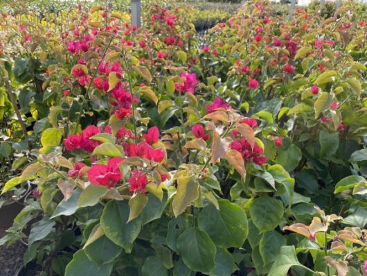 Bougainvillea 'Mahatma Ghandi' 8" Pot