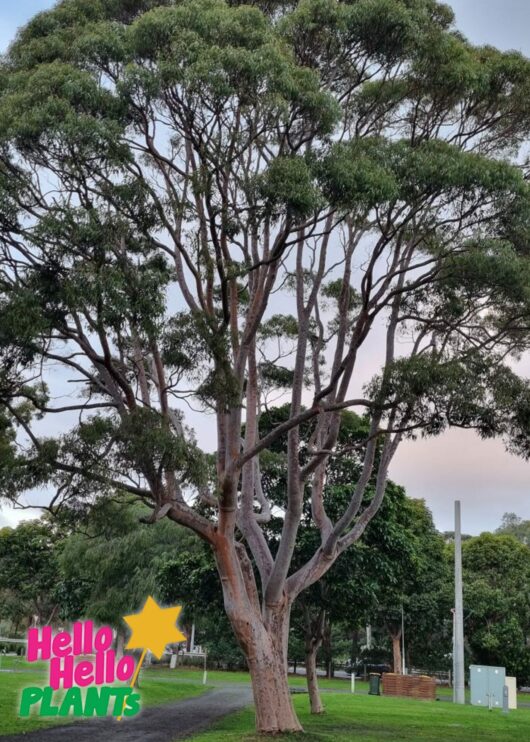 Corymbia 'Lemon Scented' Gum
