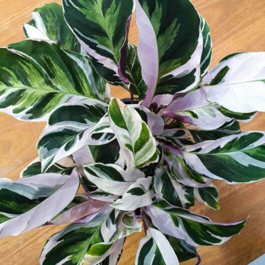 Calathea 'White Fusion' 5" Pot