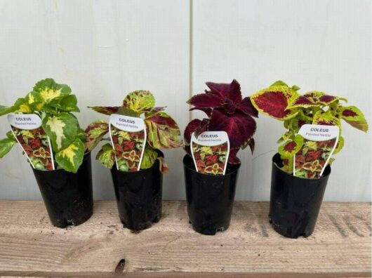 Coleus 'Wizard Mix'