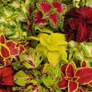 Explore the vibrant Coleus 'Wizard Mix' in a 3'' pot, featuring colorful leaves with striking patterns in red, green, yellow, and pink. Ideal for adding a pop of color to your garden or home.