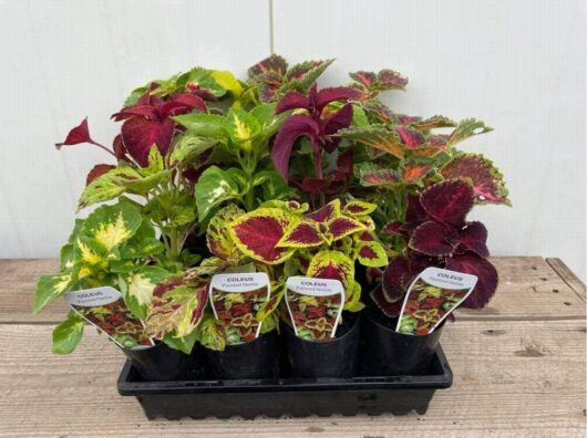 Coleus 'Wizard Mix'