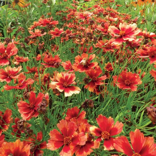 Coreopsis 'Desert Coral' 6'' Pot