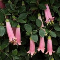 Correa 'Pink Mist' in a 6" pot thrives with pink tubular flowers and green leaves, elegantly enhancing any space.