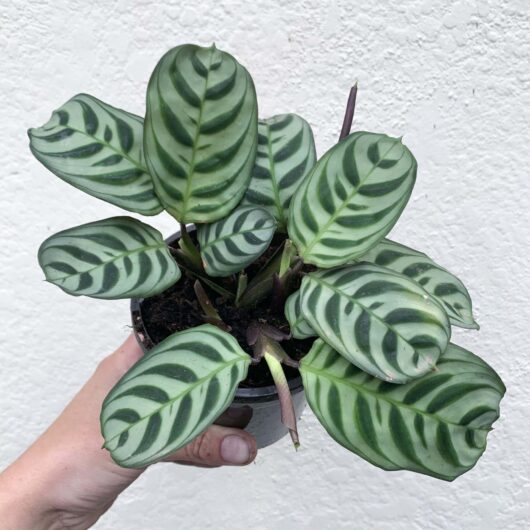 Ctenanthe 'Fishbone/Prayer Plant' 8" Pot