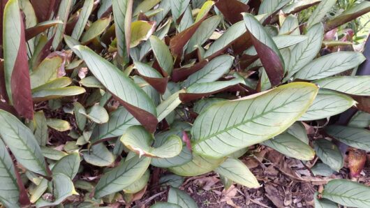 Ctenanthe 'Silver Star' 10'' Pot